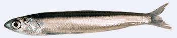 Immagine del pesce