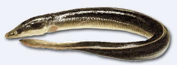 Immagine del pesce