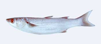 Immagine del pesce