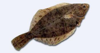 Immagine del pesce
