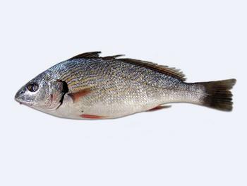Immagine del pesce