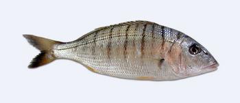 Immagine del pesce