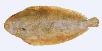 Immagine del pesce