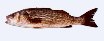 Immagine del pesce
