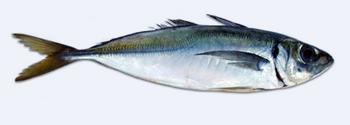 Immagine del pesce