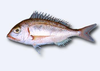 Immagine del pesce