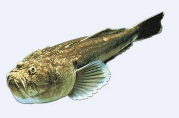 Immagine del pesce