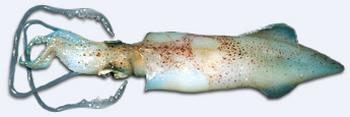 Immagine del pesce