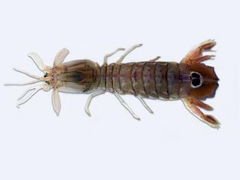 Immagine del pesce